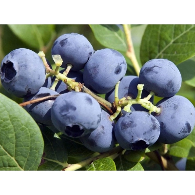 Borówka amerykańska Vaccinium corymbasa ' Zestaw 2 szt. Toro